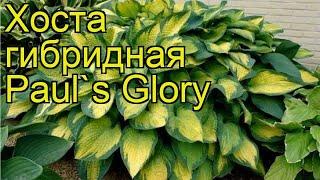 Хоста гибридная Слава Пола. Краткий обзор, описание характеристик hosta Paul`s Glory