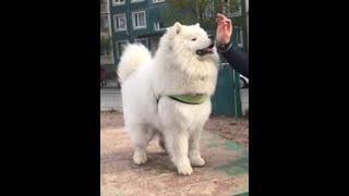 Шикарный огромный САМОЕД (щенок 10 мес) занимается с кинологом| Amazing Puppy (10m) samoyed training