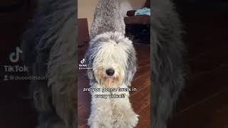 #dogsoftiktok