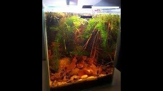 Elassoma evergledai tank/ use of leaves in aquarium