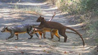 Secrets of the Fossa: Madagascar's Top Predator | Life Cycle & Breeding Explained