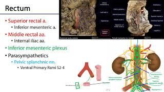 Rectum and Anal Canal - M1 Perineum