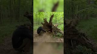 Secret Dugout Inside a Hollow Tree.   Full build #polissyabushcraft #bushcraft #survival