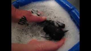 Betty the bat has a bath