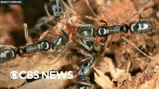 Invasive ants spotted in dozens of states pose danger to humans, environment