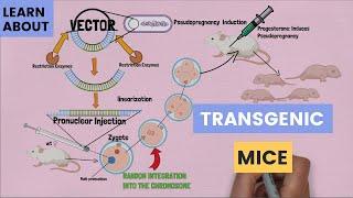 The Basics of Transgenic Mice: Pronuclear Injection - How It Work and What Scientists Use It For