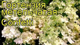 Гортензия метельчатая Конфетти. Краткий обзор, описание характеристик hydrangea paniculata Confetti