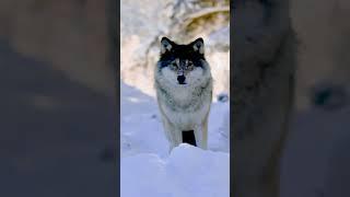 Wolf (Kurt) #wildlife #wolf #animals