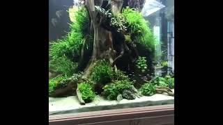 Aquascape - Live Planted Aquarium Tank Setup | Falcon Aquarium Services