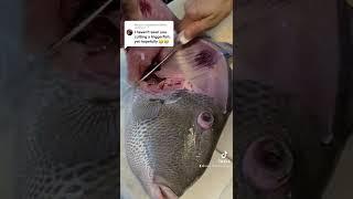 Triggerfish armor can be challenging but this method will make filtering them easy  #triggerfish