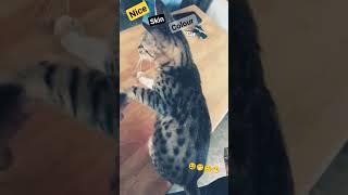 #catshorts #catlover #shortsfeed ️