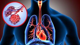 The respiratory system explained: its parts and how it works‍