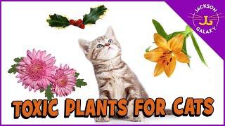 Plants That Are Toxic to Cats!!