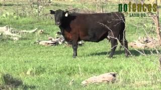 Echo Valley Ranch - Coleman County, Texas