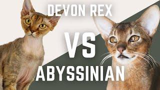 Devon Rex Cat vs Abyssinian Cat - Which Cat Breed Is Better?