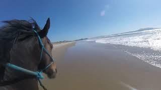 Galloping Trinny on a perfect New Zealand spring day!