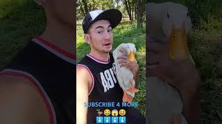 This Is My Pet Duck Adam Going For His First Swim! #duck #animals #trending #trendingshorts #funny