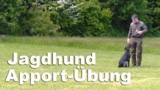 Jagdhunde - Apportieren - junger Deutsch Drahthaar