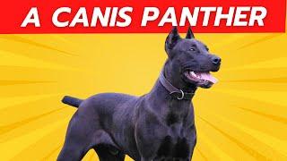 A CANIS PANTHER,  az amerikai párduckutya!