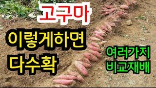 잎만무성한 고구마 해결방법 (실전편) (토양만들기, 순억제, 수확량 늘이는방법 ) #고구마 다수확 재배방법