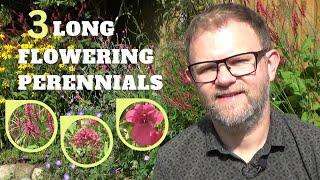 Long Flowering Perennials that Flower for Months | Plants that Keep on Flowering UK | Plant Tips