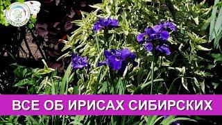 Ирисы Сибирские. Что нужно знать о сибирских ирисах.