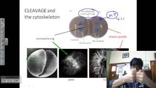 Developmental biology lecture | embryo development