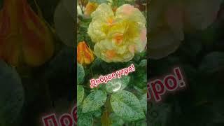 Доброе утро,хорошего дня открытки на каждый день #открытка #доброеутро #видеооткрытка #доброеутречко
