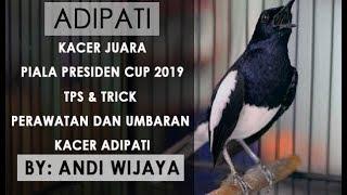 Perawatan dan umbaran kacer adipati juara BNR CUP PIALA PRESIDEN