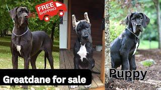 Urgent sale Show Quality Puppies |Great dane dog price in india | by Dogsbreedofficial |2024