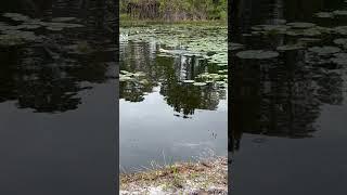 Kimber the Gun Dog using her nose to retrieve the bumper,