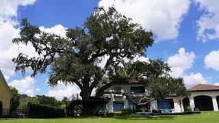 Large Oak Tree Trimming - Climbing and Roping