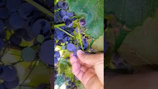 grapes #shortvideo #fruit #trending