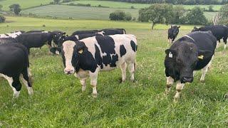 Why do we fatten bulls ? The do’s and don’t of bulls