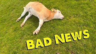 Out Of The Blue Calf Died | Cows In For Cidr’s