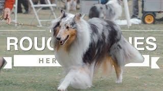 HERDING WITH ROUGH COLLIES