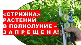 Почему обрезка растений сада и огорода в Полнолуние ЗАПРЕЩЕНА?