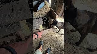 But Wait! There's MORE! #WhittAcres #homesteadinglife #enjoynaturetoday
