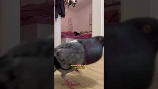 #голубь #pigeon