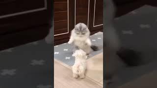 funny cats 5 #shorts