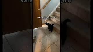 Spooky reunited with Winston ️ #catsofyoutube #reunited #wholesome #catshorts