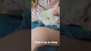 RockAbye chinchilla goodnight @Chinchilla Diaries