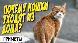 Почему кошки уходят из дома? Ушла умирать? Что говорят народные приметы?