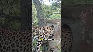 Leopard Climbs Tree to Steal Baby Hornbill#shorts #fyp #animals #wildlife