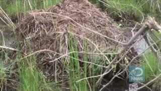 Nutria Hunted to Save Wetlands