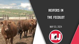 Heifers in the Feedlot | May 03, 2024