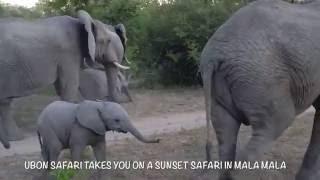 Cuteness Overload! | Baby Elephant | Mala Mala Game Reserve | Sabi Sands | South Africa