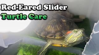 Red Eared Slider Turtle Care: Everything you need to know