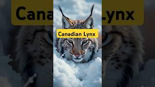 Canadian Lynx Food Reserve #lynx