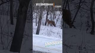 Man Has Face-To-Face Encounter With Rare Siberian Tiger In Snowy Forest